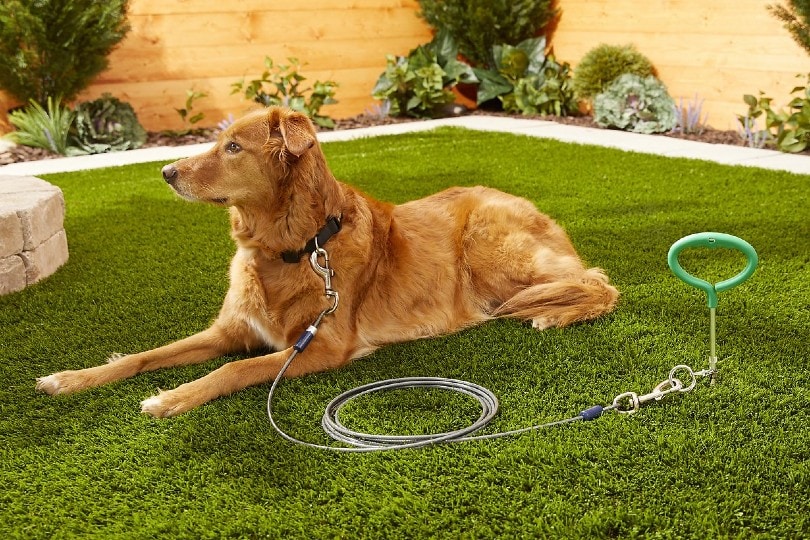 dog in a tie-out and stake