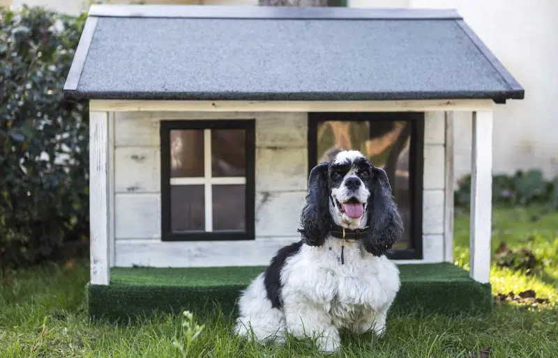 How to Train a Dog to Use Their Dog House: 4 Vet-Approved Tips