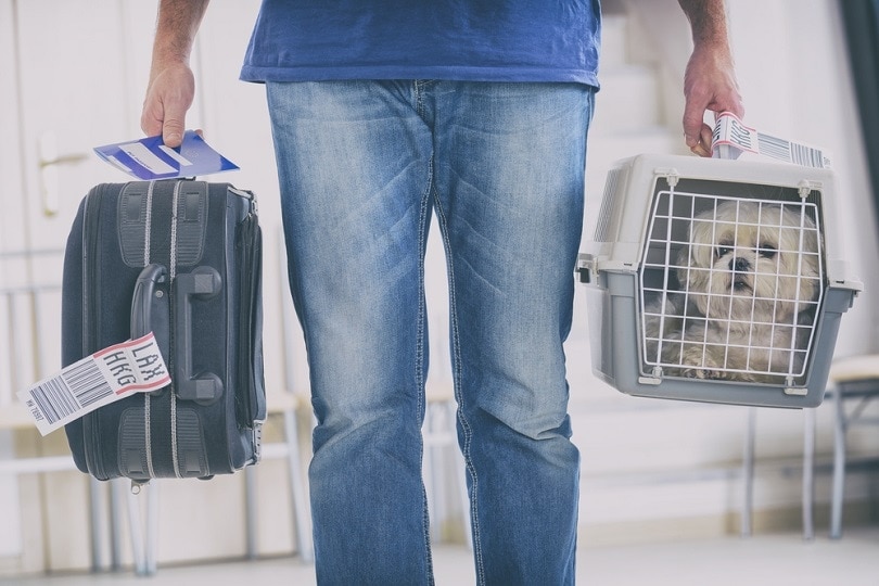 Is Your Pet Safe Flying in Cargo? Vet-Reviewed Facts & Tips