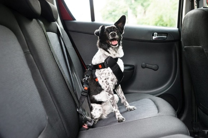 How Hot Is Too Hot for a Dog in a Car? Vet-Approved Risks & Safety Facts