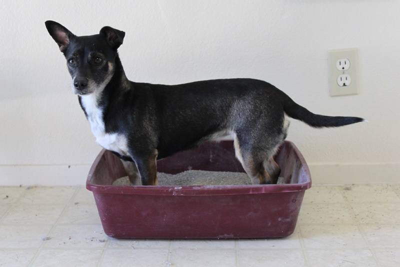 How to Stop a Dog From Eating Cat Poop From the Litter Box: Vet-Approved Reasons & Tips
