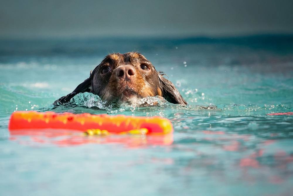 7 Strong & Waterproof DIY Dog Pools (With Instructions)