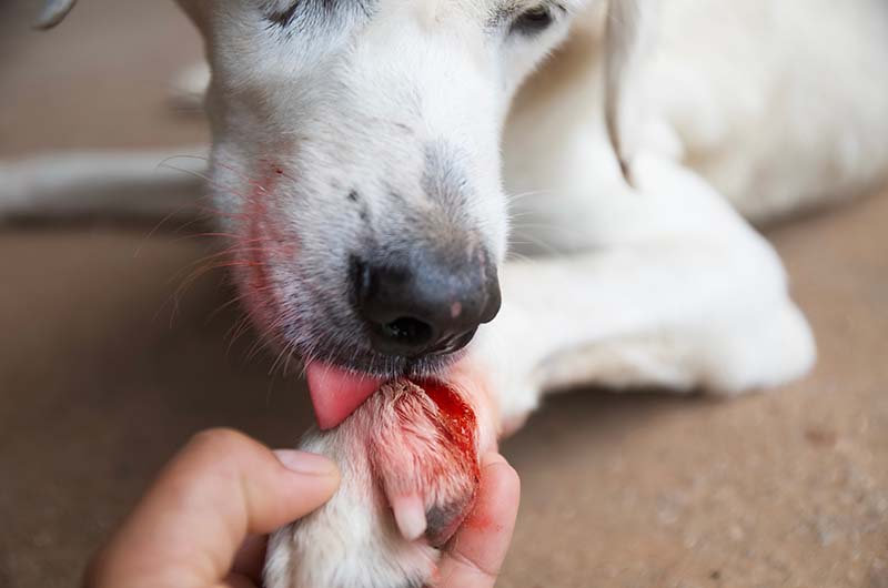 Why Do Dogs Lick Blood? 6 Possible Vet Approved Reasons
