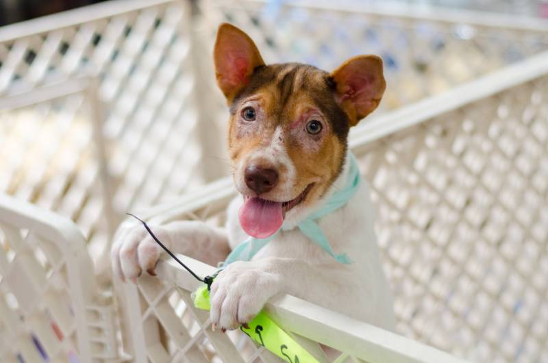 4 DIY Creative Playpens for Dogs (With Instructions)