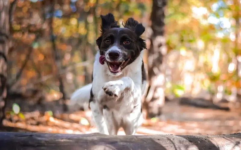 6 Great Off-Leash Dog Parks In The Netherlands You Can Visit Today!