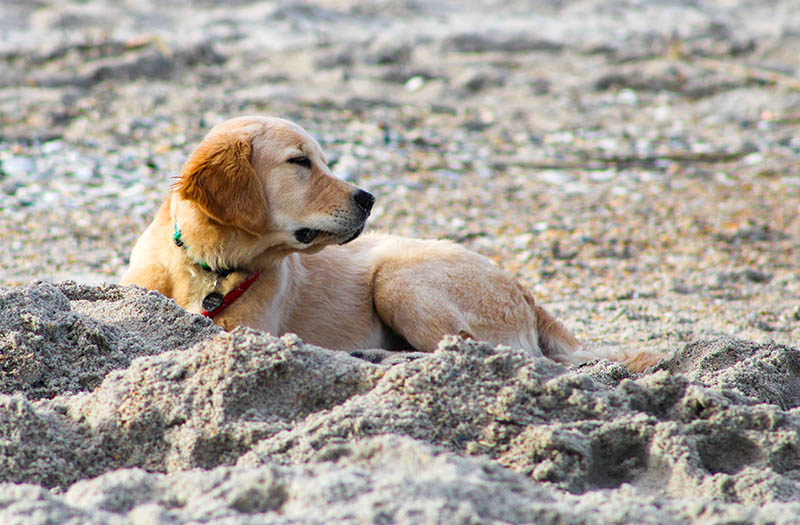 13 Dog-Friendly Beaches on the Sunshine Coast, Australia in 2026: Off- & On-Leash Places