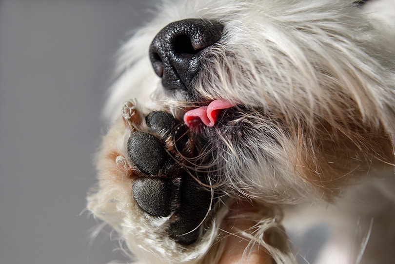 Why Dogs Lick Everything? 9 Reasons & How to Stop It