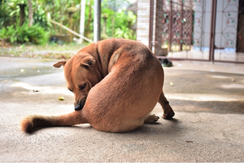 Why Is My Dog Licking Their Butt A Lot? 6 Vet Reviewed Reasons