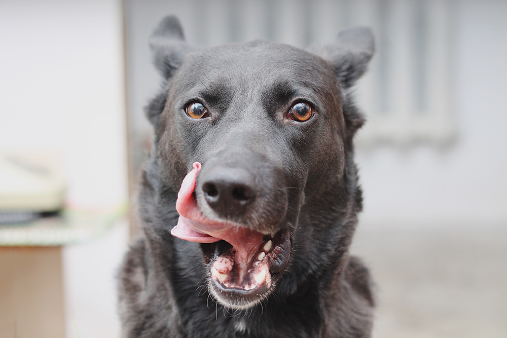 dog licking its snout