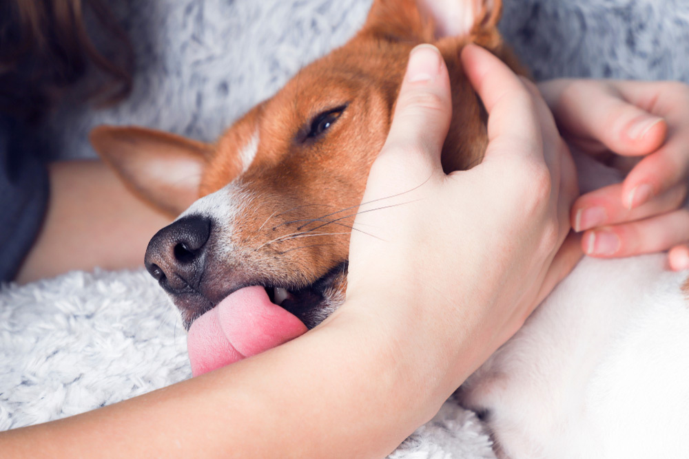 dog licking the forearm of its owner