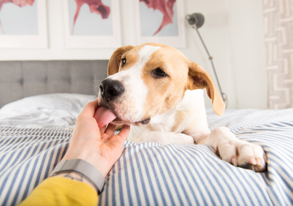 Why Do Dogs Lick People? 6 Vet-Verified Reasons