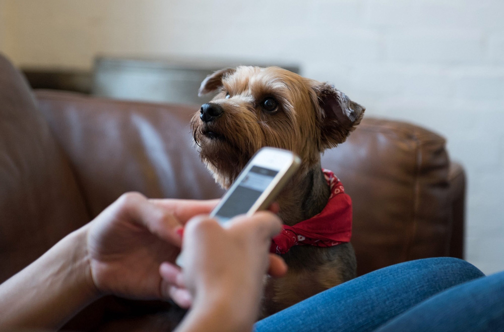 What Is "Wag!"? A Guide to the Uber for Dogs