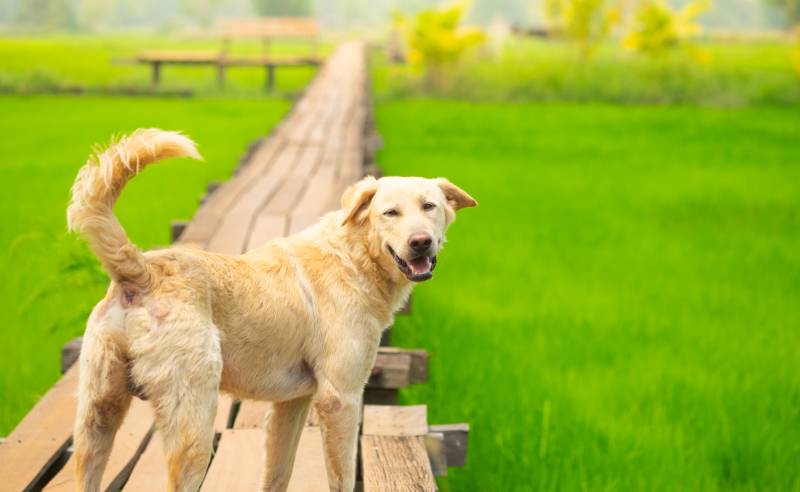 Rainbow Bridge Remembrance Day 2026: What It Is & When It's Celebrated
