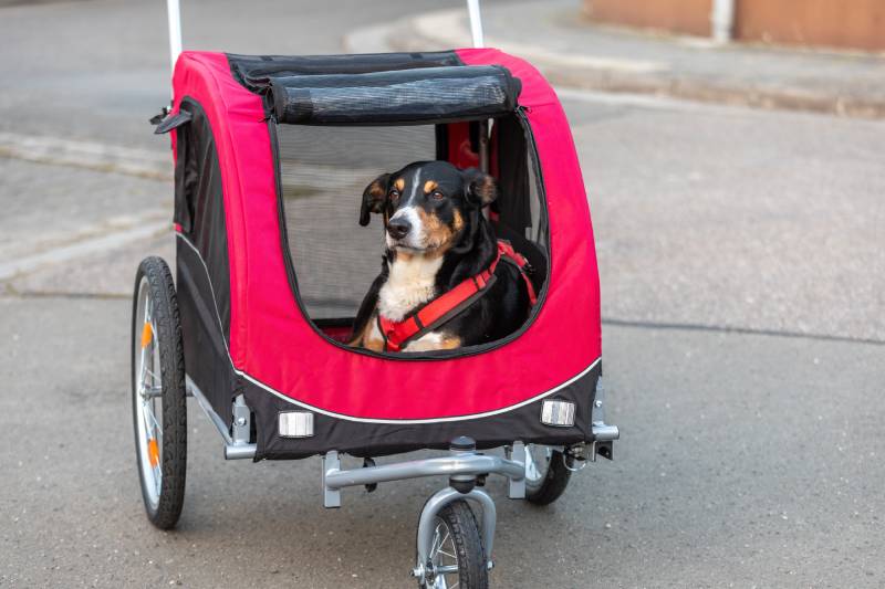 dog lying in bicycle trailer