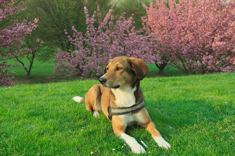 6 Cool Off-Leash Dog Parks in Tallahassee, FL (2026 Update)