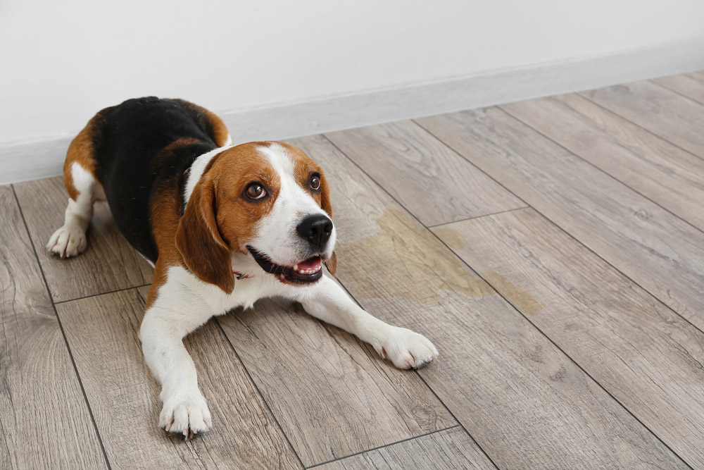 Why Is My Puppy Incontinent? Vet-Reviewed Canine Health Facts