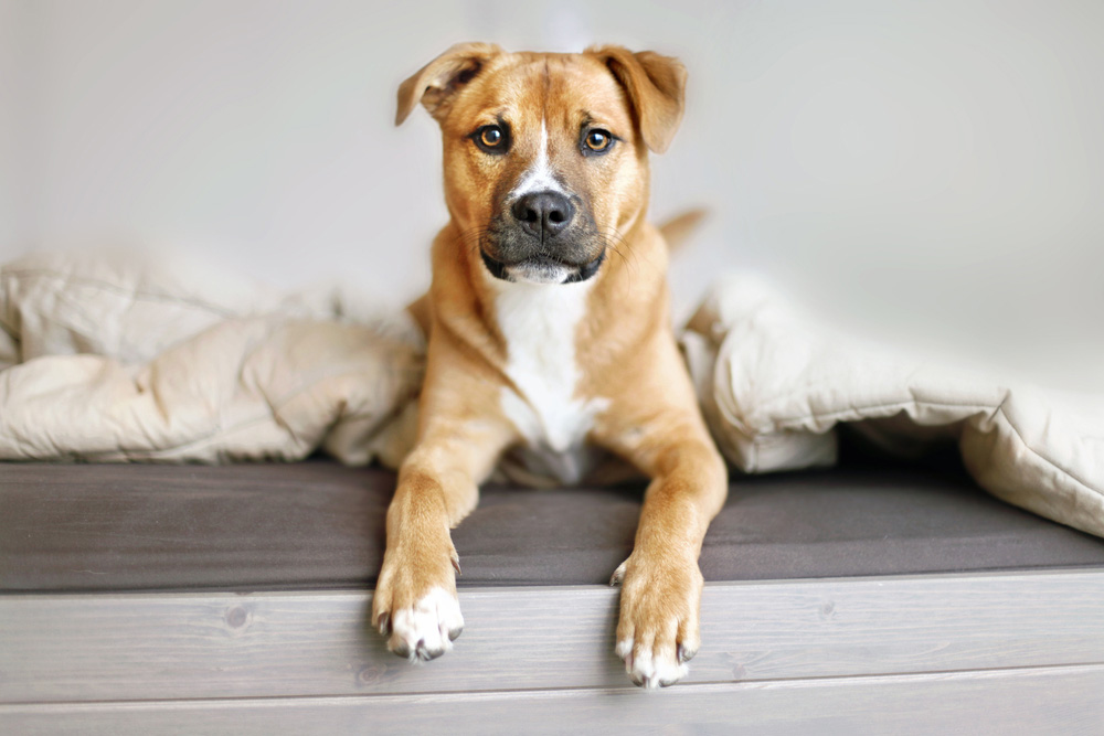 dog lying on bed
