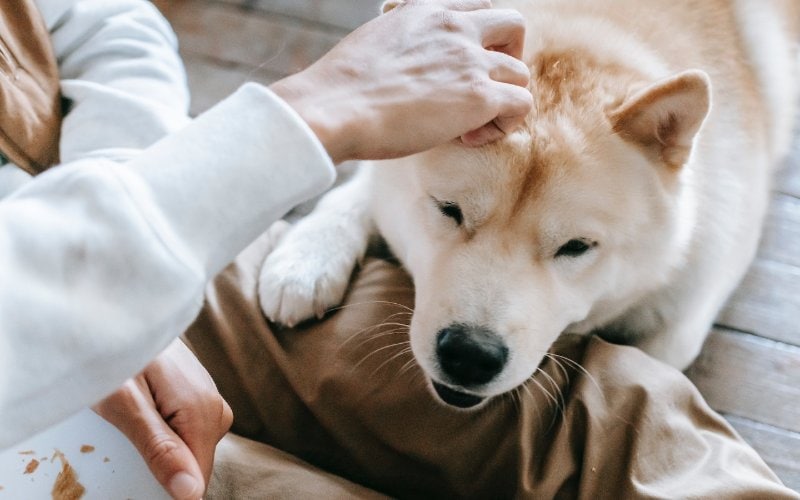 12 Canada Day Safety Tips for Dogs (2026 Guide)