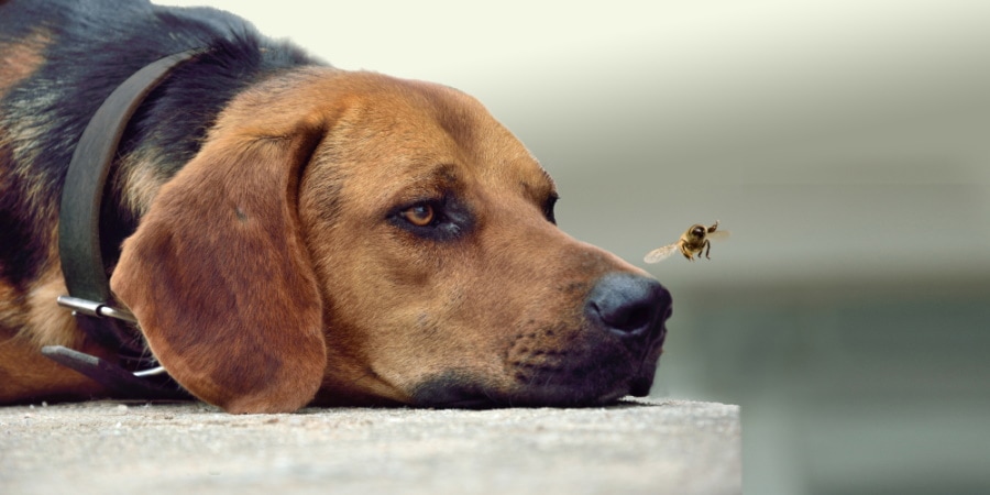 How Powerful Is a Dog's Nose? Vet-Verified Facts (With Infographic)