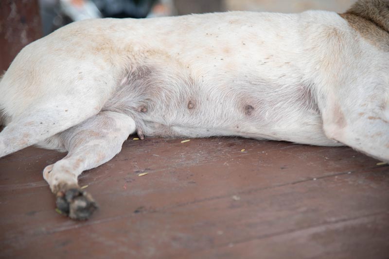 There Are Scabs on My Dog's Nipples – Should I Worry? (Vet Answer)