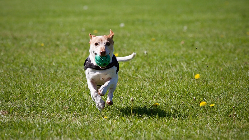 10 Off-Leash Dog Parks in & Near Vista, CA to Visit in 2026