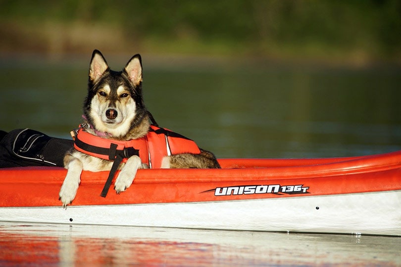 7 Best Kayaks for Dogs in 2026 - Reviews & Top Picks