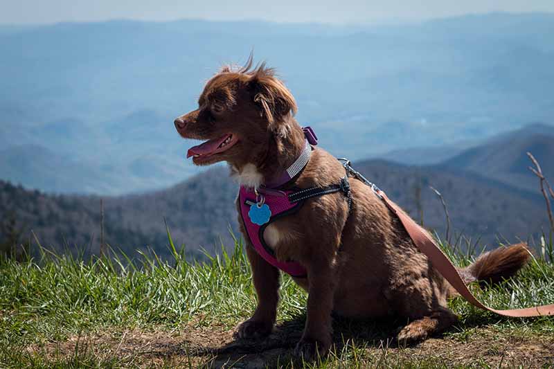 10 Dog-Friendly Hiking Trails in Michigan (2026 Guide)