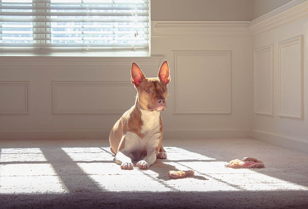 How to Clean Dog Vomit From Carpet: 4 Ideas & Tips (With Pictures)