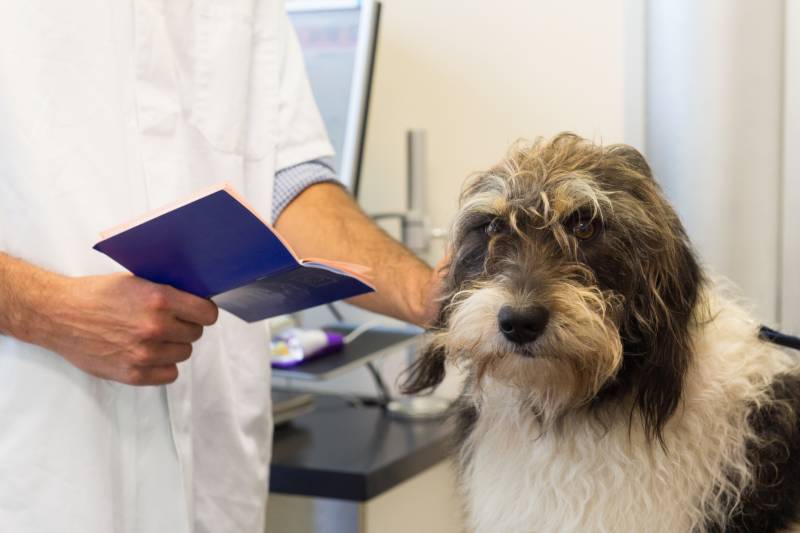 Can Dogs Have Down Syndrome? Vet-Verified Facts & FAQ