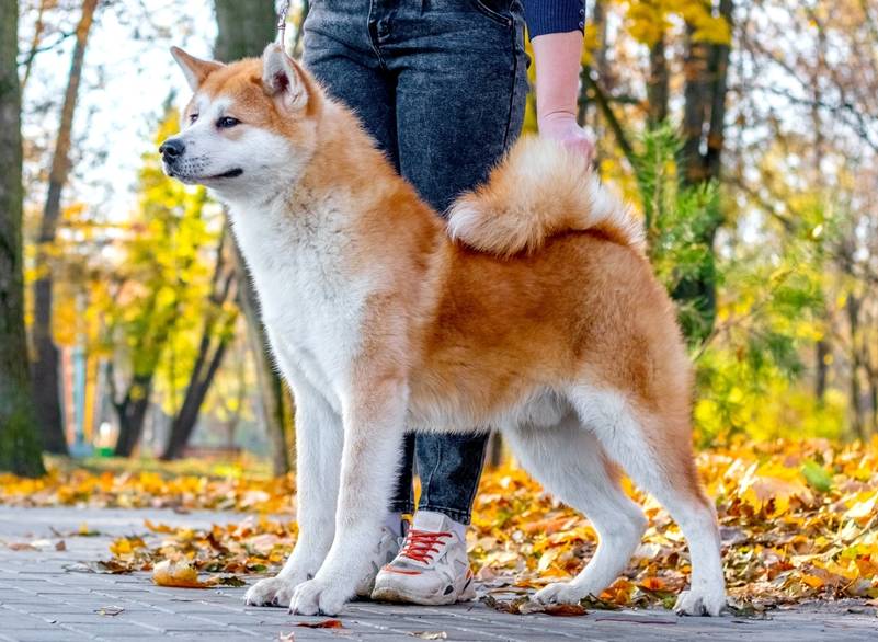How to Train an Akita: 7 Vet-Approved Tips