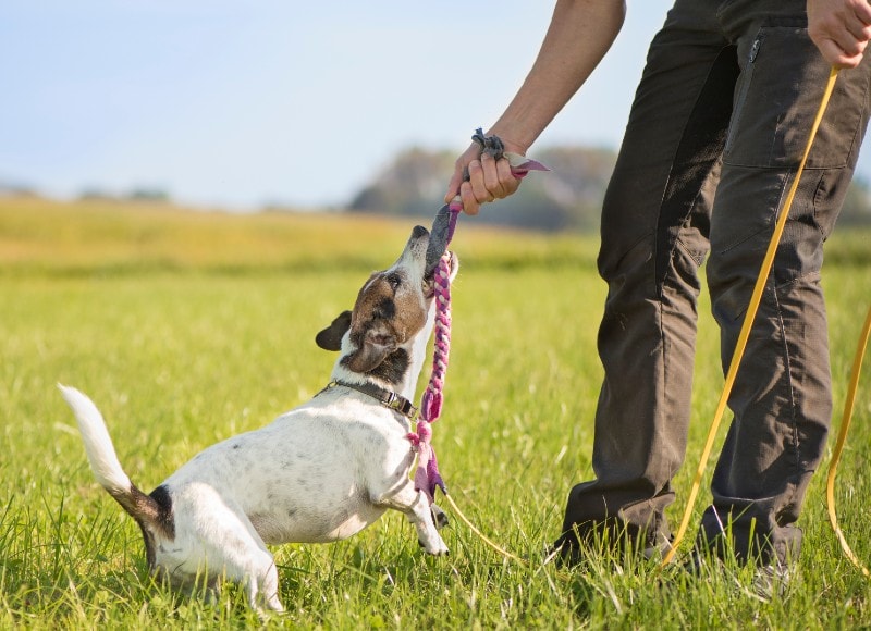 How Long Should I Play with My Dog? Vet Reviewed Health & Care Tips
