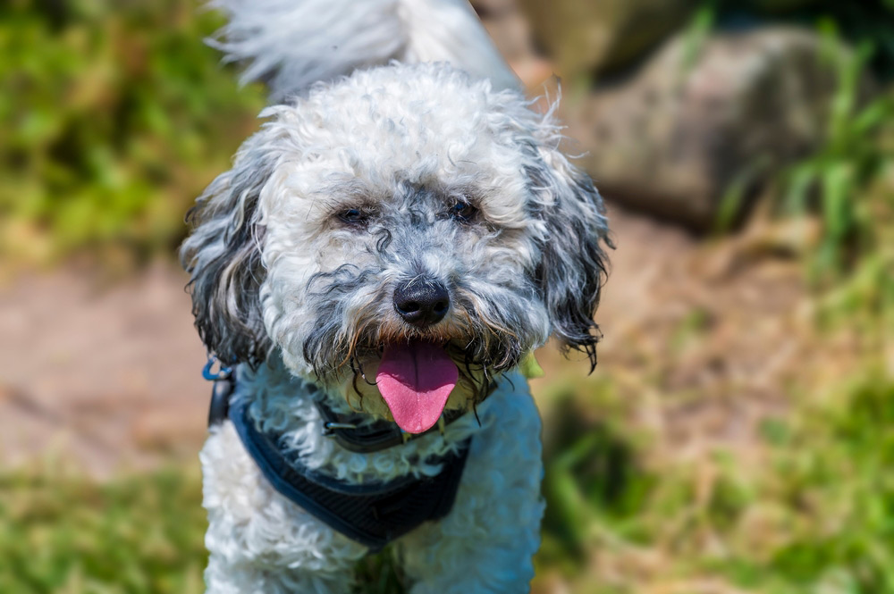 Why Do Dogs Pant? 9 Vet-Verified Reasons