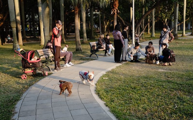 How to Scare Aggressive Dogs Away When You Are Out Walking: Safe & Useful Tips