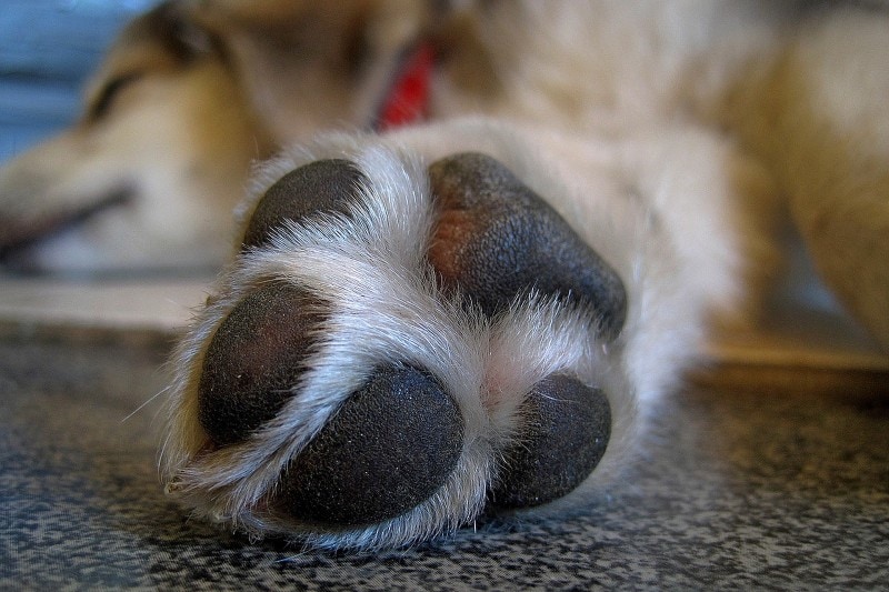 10 Fascinating Facts About Your Dog’s Paws