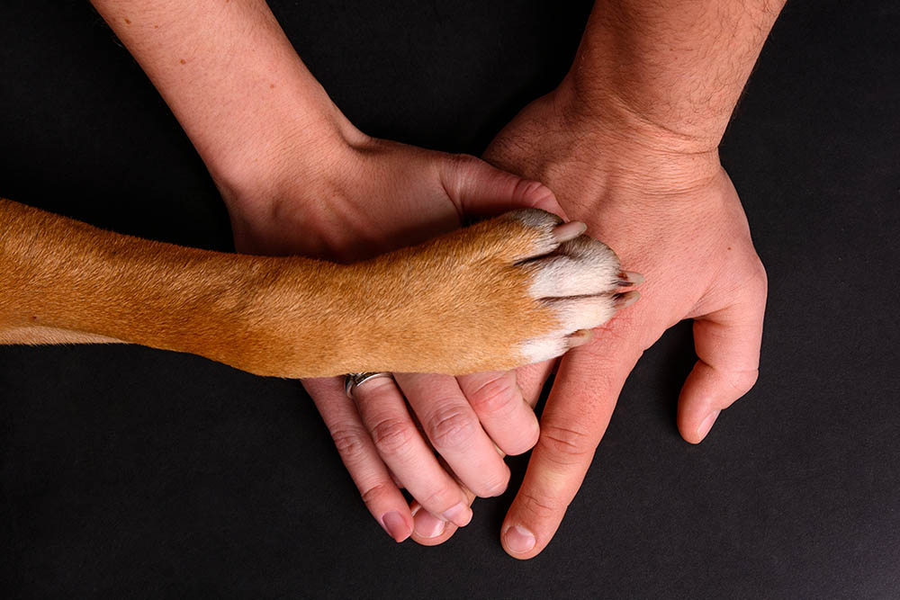 Does Pet Insurance Cover Hip Dysplasia? Standard Policies & FAQ