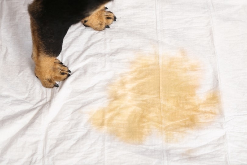 How to Get Dog Pee Smell & Stains Out of Clothes and Fabrics: Tips & Prevention Tricks