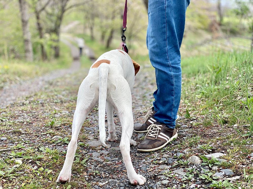 Why Did My Dog Pee on Me? 5 Vet-Verified Reasons & How to Stop It