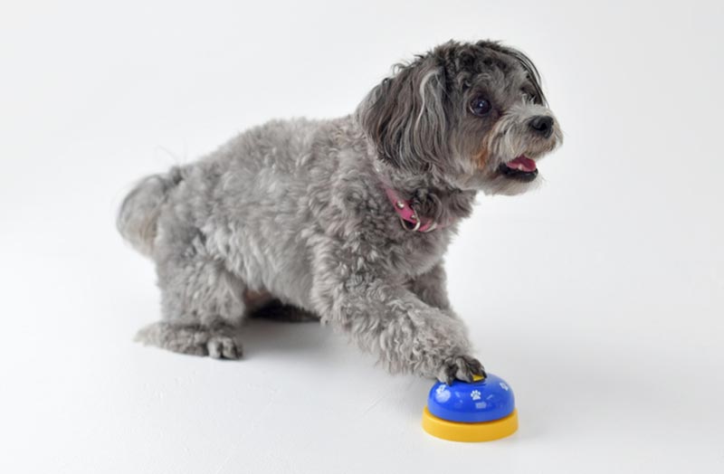 How to Teach Your Dog to Talk With Buttons: 7 Training Tips