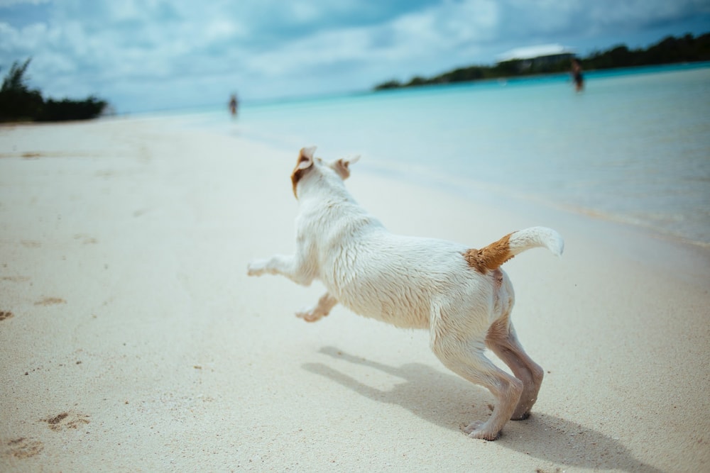 Top 10 Dog-Friendly Beaches in Oahu in 2026: Off & On Leash Places to Go