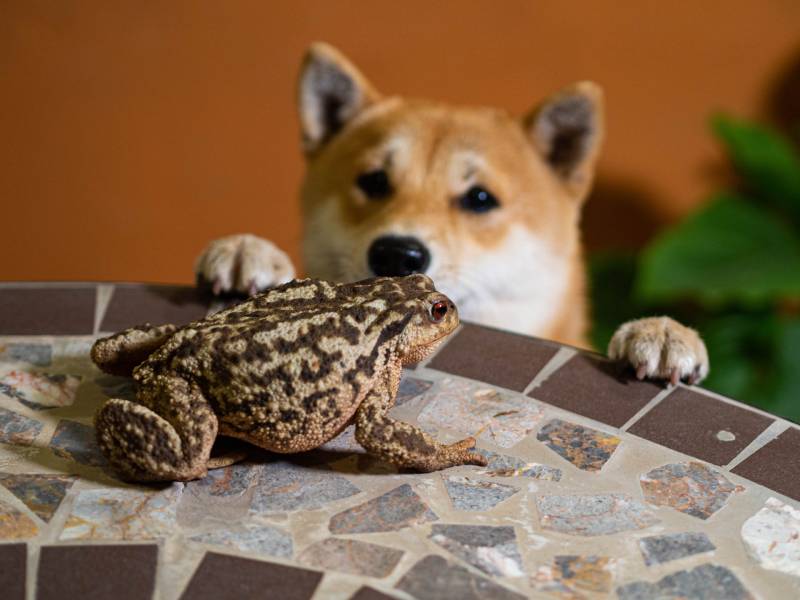 My Dog Licked a Toad: Vet-Verified Toxicity Signs & What to Do