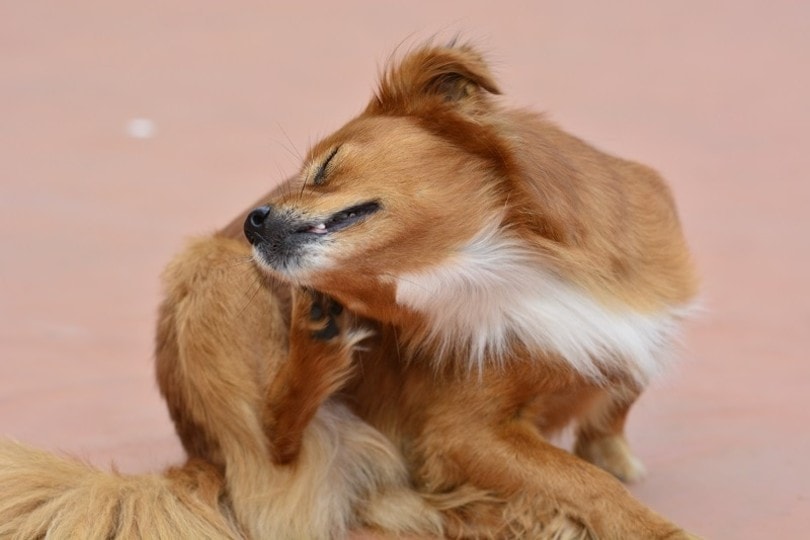Are There Fleas in Arizona? Vet-Verified Facts & FAQ