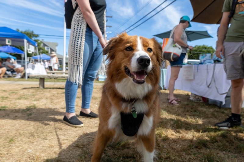 dog sitting at a market