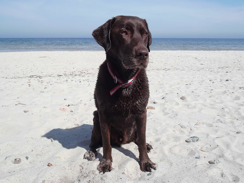 Top 8 Dog-Friendly Beaches in Naples, FL to Visit in 2026