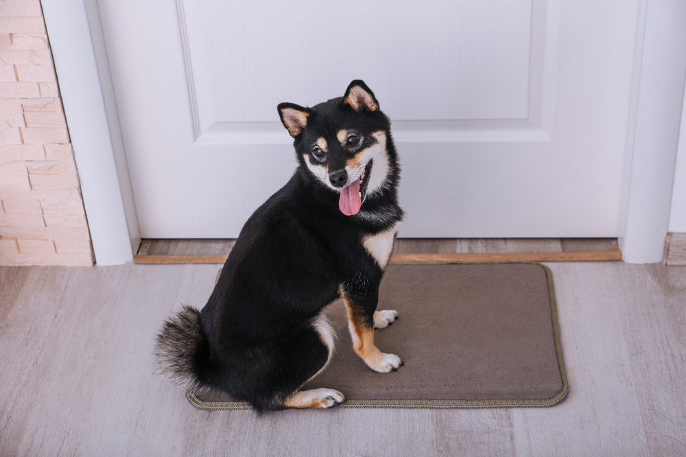 11 Signs Your Dog Wants to Go for a Walk: What to Watch-Out For