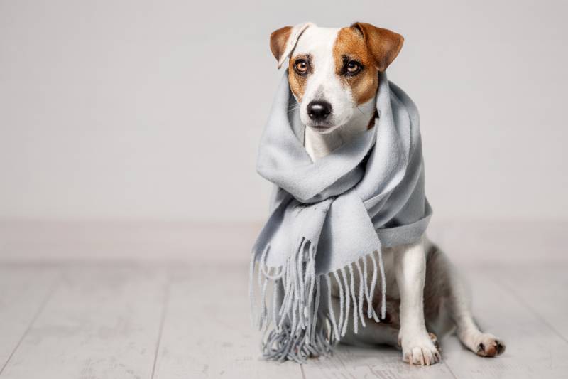 5 DIY Dog Thundershirts You Can Make at Home Today (With Pictures)