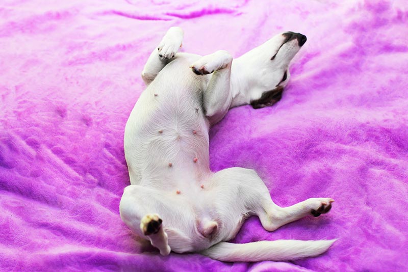 Why Does My Dog Sleep on Their Back? 3 Vet-Reviewed Reasons & FAQ