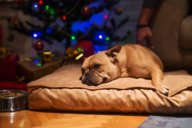 My Dog Ate Christmas Lights! What to Do & 10 Vet-Approved Safety Tips