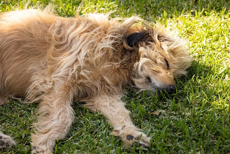 How to Do Dog CPR? Vet-Verified Step-By-Step Guide