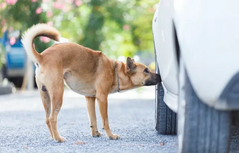 Why Do Dogs Love Things That Smell Bad to Humans? Vet-Verified Facts