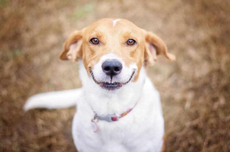 Can Dogs Actually Smile? Vet-Verified Facts & FAQ
